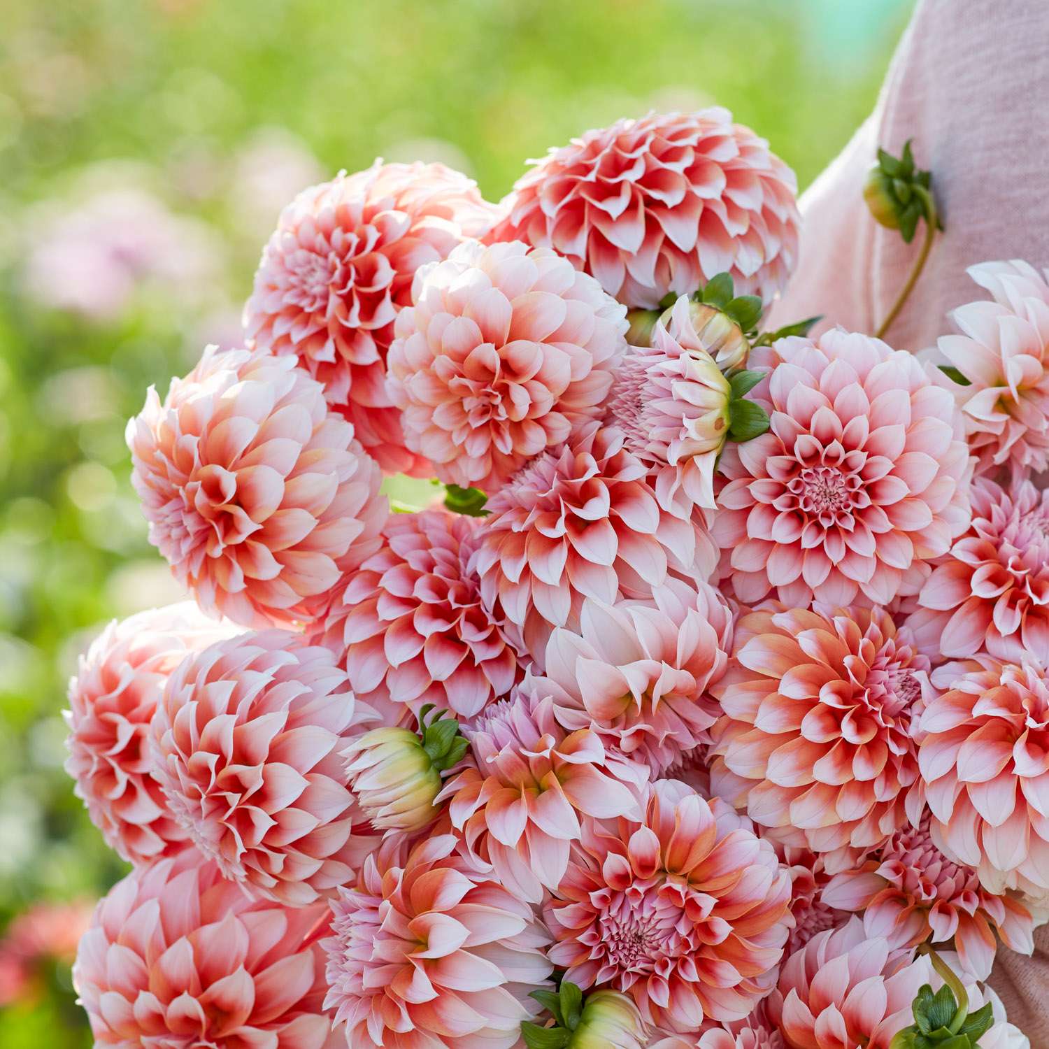 Dahlia 'Peaches'